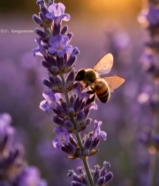  夕阳下蜜蜂采蜜的薰衣草画面446#竖屏 	 