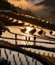  夕阳下梯田与行走的人群4915#竖屏 	 