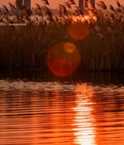  夕阳下桥梁与芦苇的水边景致2922#竖屏 	 
