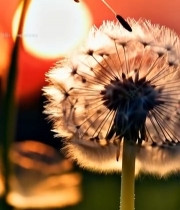  夕阳下蒲公英特写(1)1914#竖屏 	 