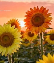  夕阳下盛开的向日葵花田(1)954#竖屏 	 