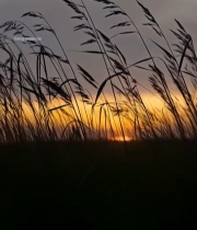  夕阳下随风摇曳的草2025#竖屏 	 