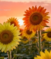  夕阳下盛开的向日葵花田(1)954#竖屏 	 