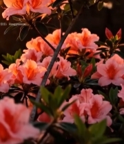  夕阳下盛开的粉色杜鹃花7792#竖屏 	 