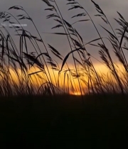  夕阳下随风摇曳的草2025#竖屏 	 