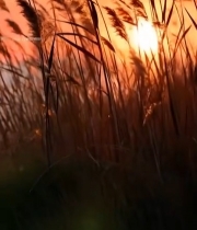  夕阳下随风摇曳的芦苇2630#竖屏 	 