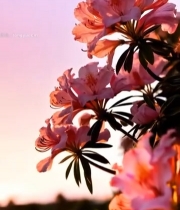  夕阳下盛开的粉色花朵5960#竖屏 	 