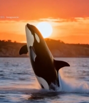  夕阳下虎鲸跃出海面677#竖屏 	 