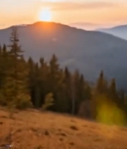  夕阳下狗嗅闻地面物体5262#竖屏 	 