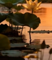  夕阳下荷塘中的荷花特写3271#竖屏 	 