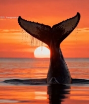  夕阳下鲸鱼尾巴露出海面(4)6178#竖屏 	 