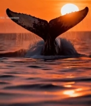  夕阳下鲸鱼尾巴露出海面(6)6401#竖屏 	 