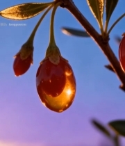  夕阳下枸杞果实特写7270#竖屏 	 