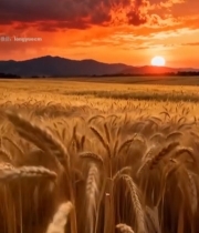  夕阳下的麦田全景6796#竖屏 	 