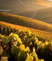  夕阳下的葡萄园与山丘小屋2080#竖屏 	 