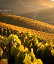  夕阳下的葡萄园与山丘小屋2080#竖屏 	 