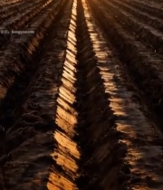  夕阳下的整齐农田6000#竖屏 	 