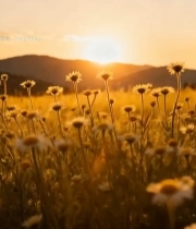  夕阳下的山间花草田野1976#竖屏 	 