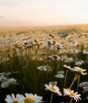  夕阳下的雏菊花海(1)6740#竖屏 	 