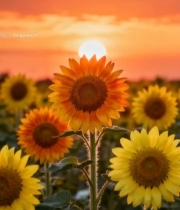  夕阳下的向日葵花田1673#竖屏 	 