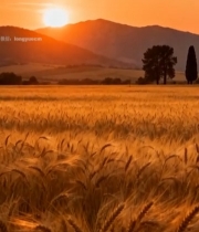  夕阳下的麦田与远山景观5312#竖屏 	 