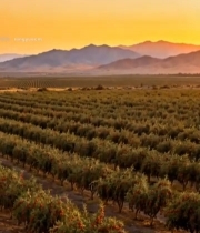  夕阳下的枸杞种植园风光1341#竖屏 	 