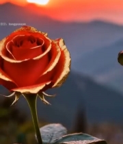  夕阳下带露珠的红玫瑰4280#竖屏 	 