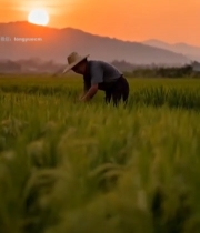  夕阳下稻田里劳作的农民4514#竖屏 	 