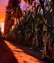  夕阳下成排悬挂的玉米7573#竖屏 	 