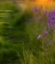  夕阳下雏菊与紫色花草景观7503#竖屏 	 