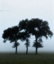  雾中三棵树木景观3198#竖屏 	 