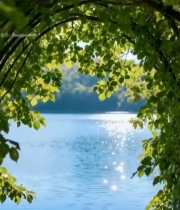  透过树叶的湖水自然风光1803#竖屏 	 