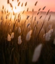  田野夕阳下的狗尾巴草5854#竖屏 	 