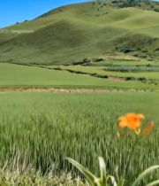  田野中盛开的橙色花卉851#竖屏 	 