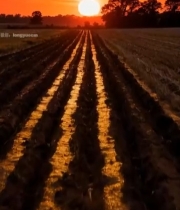  田野夕阳下的自然风光6954#竖屏 	 