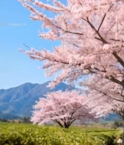  田野樱花树自然风光素材5600#竖屏 	 