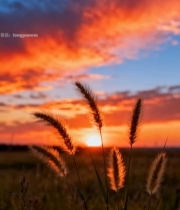  田野夕阳下的狗尾草581#竖屏 	 