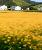  田野中女孩骑自行车425#竖屏 	 