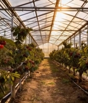  温室大棚内成熟的樱桃果实3367#竖屏 	 