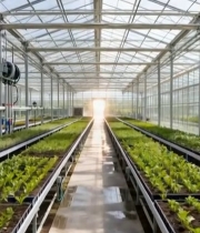  温室大棚内蔬菜种植场景3654#竖屏 	 