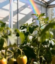  温室番茄植株浇水现彩虹7357#竖屏 	 