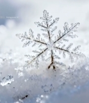  微距雪花特写(2)3259#竖屏 	 