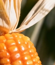  微距特写成熟玉米2285#竖屏 	 