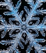  微距雪花特写1692#竖屏 	 