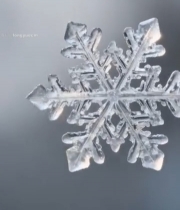  微距雪花特写(4)6704#竖屏 	 