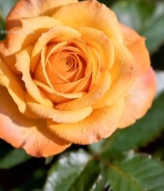  微距特写橙色带水珠玫瑰花2555#竖屏 	 