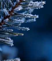  微距特写覆霜松枝素材6282#竖屏 	 