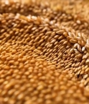  微距特写粗粮粮食1651#竖屏 	 