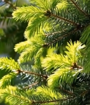  特写松树翠绿枝叶1487#竖屏 	 