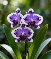  特写紫色斑点兰花花卉6572#竖屏 	 